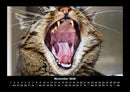 Für Katzenfreunde Fotokalender 2026 - 11