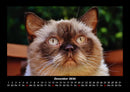 Für Katzenfreunde Fotokalender 2026 - 12