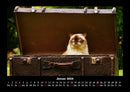 Für Katzenfreunde Fotokalender 2026 - 1