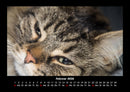 Für Katzenfreunde Fotokalender 2026 - 2