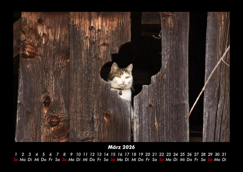 Für Katzenfreunde Fotokalender 2026 - 3