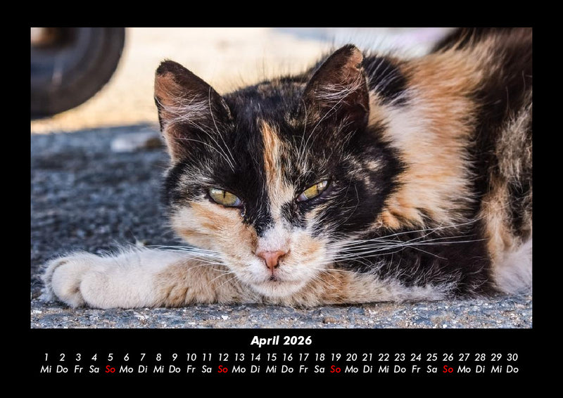 Für Katzenfreunde Fotokalender 2026 - 4