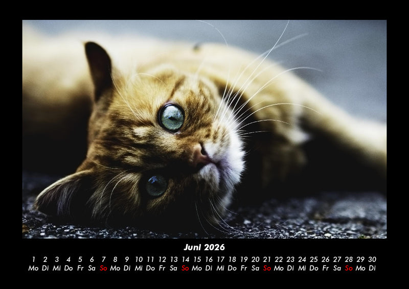 Für Katzenfreunde Fotokalender 2026 - 6