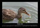 Enten Fotokalender 2026 - 10