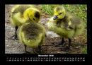 Enten Fotokalender 2026 - 11