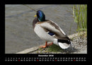 Enten Fotokalender 2026 - 12