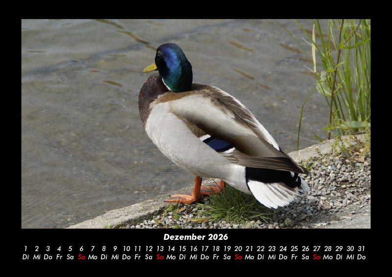 Enten Fotokalender 2026 - 12