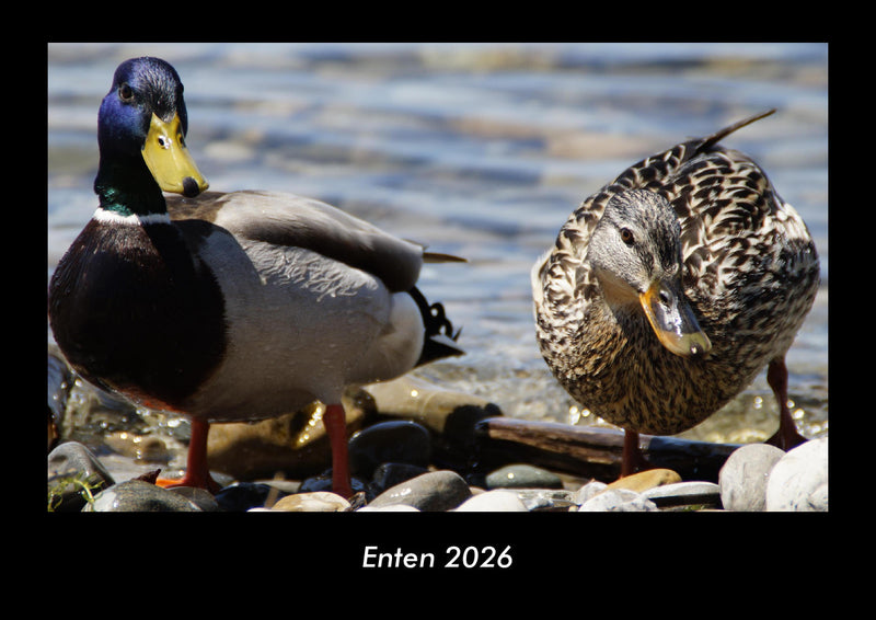 Enten Fotokalender 2026 - Hauptbild