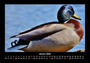 Enten Fotokalender 2026 - 1
