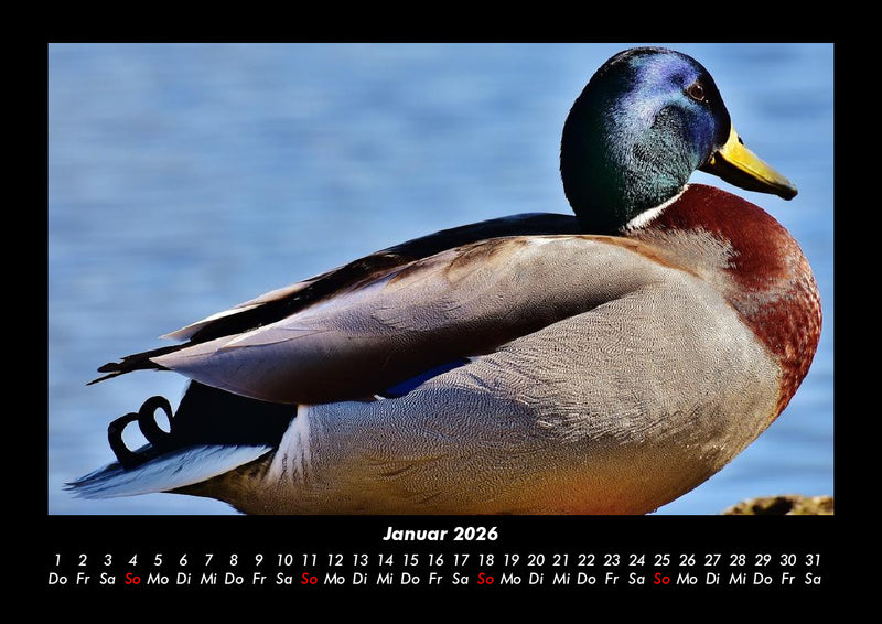 Enten Fotokalender 2026 - 1