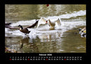 Enten Fotokalender 2026 - 2