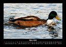 Enten Fotokalender 2026 - 3