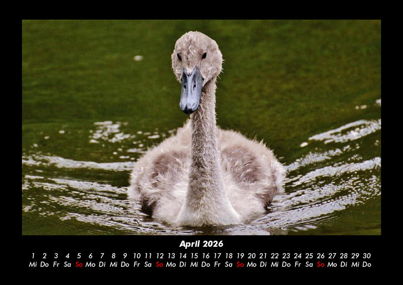 Enten Fotokalender 2026 - 4