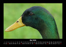 Enten Fotokalender 2026 - 5