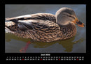 Enten Fotokalender 2026 - 6