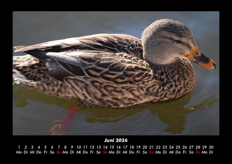 Enten Fotokalender 2026 - 6