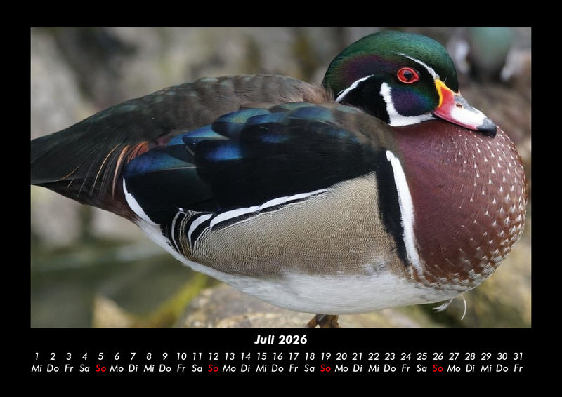 Enten Fotokalender 2026 - 7