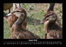 Enten Fotokalender 2026 - 8