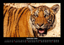 Tiger Fotokalender 2026 - 9
