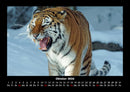 Tiger Fotokalender 2026 - 10