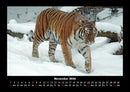 Tiger Fotokalender 2026 - 11