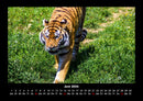 Tiger Fotokalender 2026 - 6