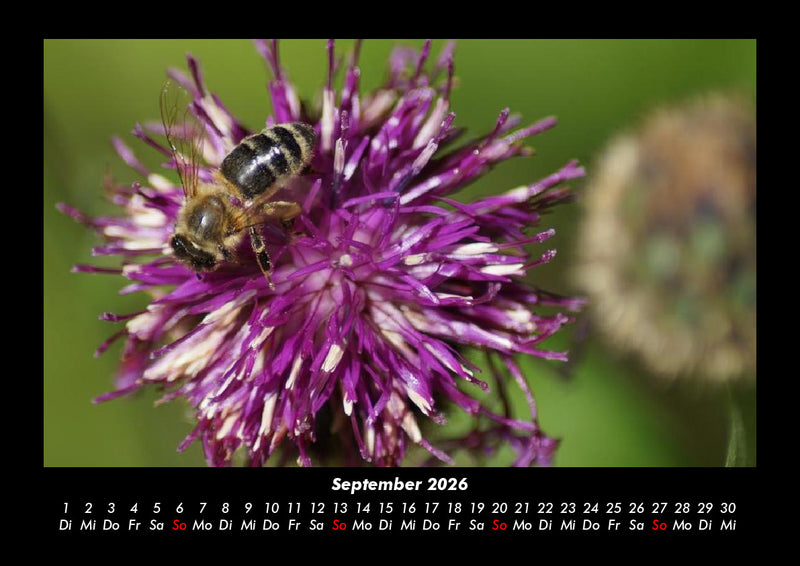Bienen Fotokalender 2026 - 9