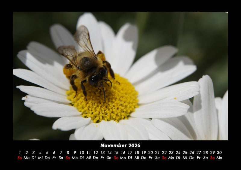 Bienen Fotokalender 2026 - 11