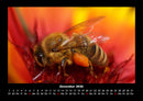 Bienen Fotokalender 2026 - 12