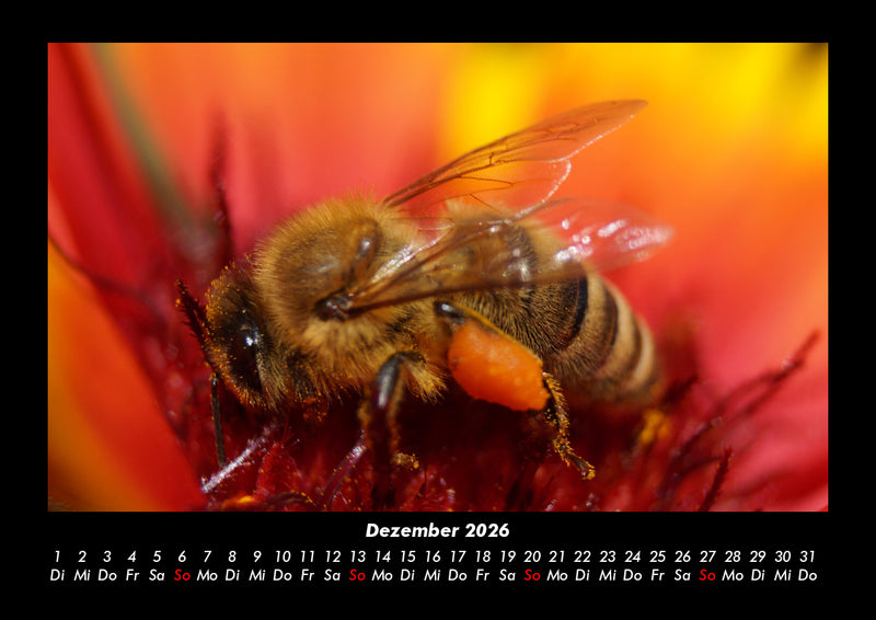 Bienen Fotokalender 2026 - 12