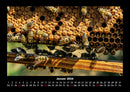 Bienen Fotokalender 2026 - 1
