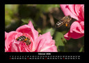 Bienen Fotokalender 2026 - 2