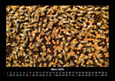 Bienen Fotokalender 2026 - 3