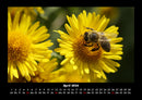 Bienen Fotokalender 2026 - 4