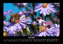 Bienen Fotokalender 2026 - 5