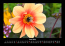 Bienen Fotokalender 2026 - 6