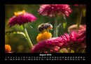 Bienen Fotokalender 2026 - 8