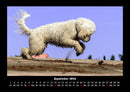 Hundezauber Fotokalender 2026 - 9