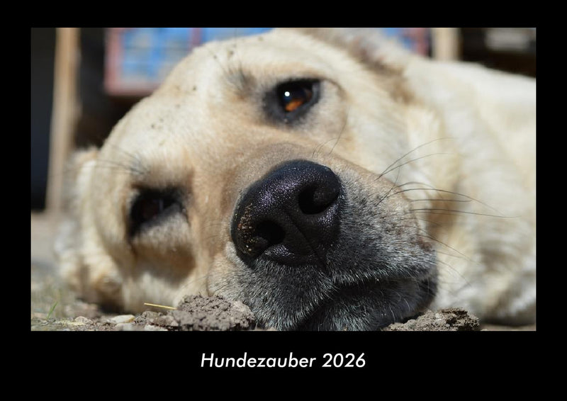 Hundezauber Fotokalender 2026 - Hauptbild