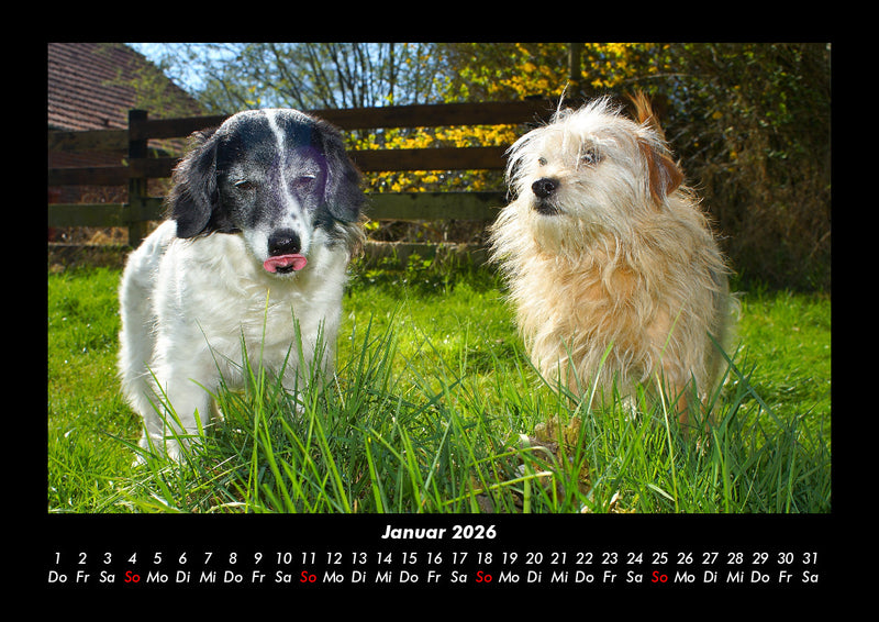 Hundezauber Fotokalender 2026 - 1
