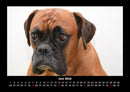 Hundezauber Fotokalender 2026 - 6