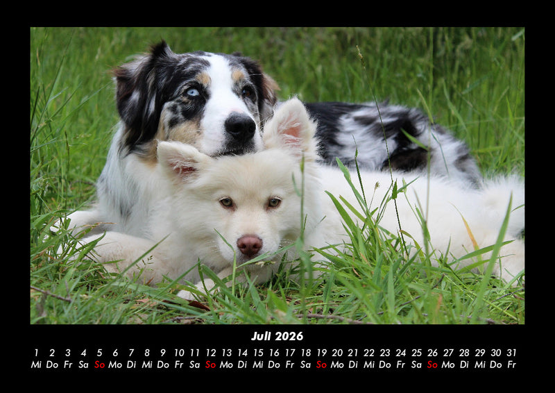 Hundezauber Fotokalender 2026 - 7
