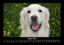 Hundezauber Fotokalender 2026 - 8