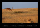 Löwen in der Wildnis Fotokalender 2026 - 11