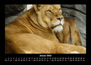 Löwen in der Wildnis Fotokalender 2026 - 1