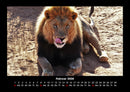 Löwen in der Wildnis Fotokalender 2026 - 2