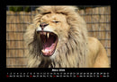 Löwen in der Wildnis Fotokalender 2026 - 3