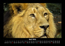 Löwen in der Wildnis Fotokalender 2026 - 4
