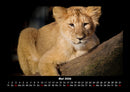 Löwen in der Wildnis Fotokalender 2026 - 5