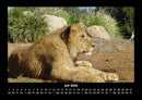 Löwen in der Wildnis Fotokalender 2026 - 7